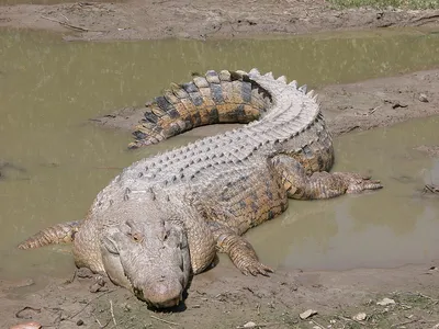 Гребнистый крокодил — Википедия