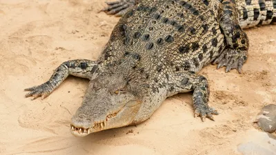 Таможня аэропорта Ташкента пресекла незаконный ввоз крокодилов и хамелеонов  из Египта – Новости Узбекистана – Газета.uz
