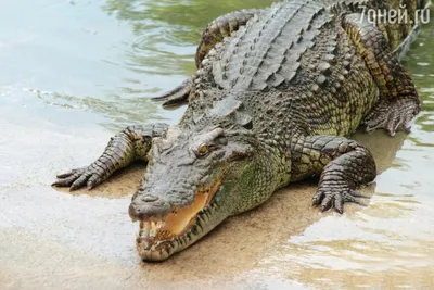 Житель Австралии укусил крокодила и спас себе жизнь