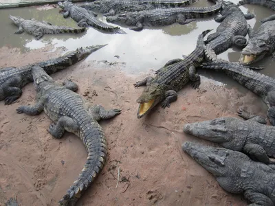 Портрет мексиканского Moreletii крокодила крокодила Стоковое Фото -  изображение насчитывающей маштабы, америка: 108721134