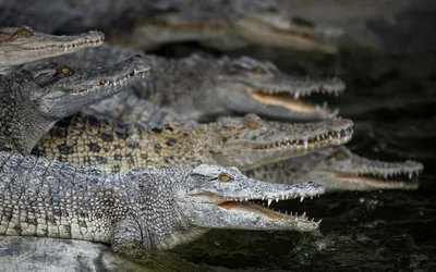 Череп Крокодила Hagen Exo-Terra Crocodile Skull купить в Москве по выгодной  цене в зоомагазине «Panteric»