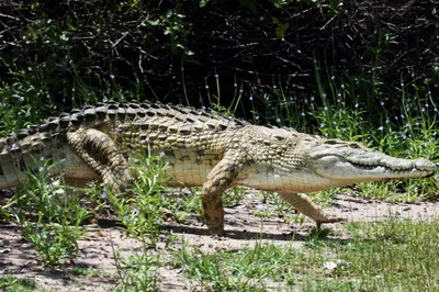 Антилопа пытается уплыть от крокодила в умопомрачительной гонке за  выживание: видео