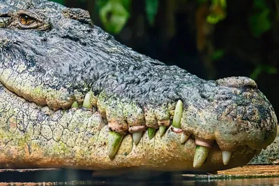 отдыхать крокодила стоковое изображение. изображение насчитывающей  опасность - 22436151