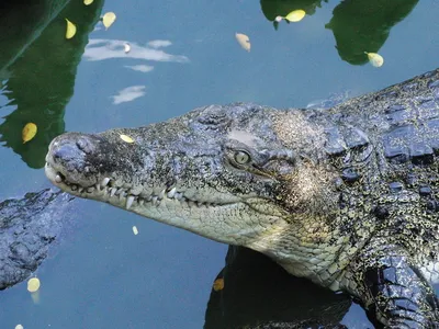 Оригинальное чучело натурального крокодила (крупный кайман) | Купить в  интернет-магазине \"Экзотическая кожа\" в подарок