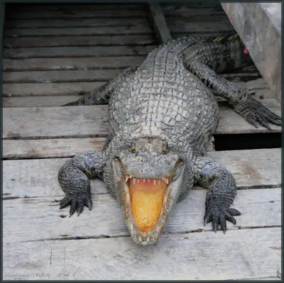 Сушеные Головы Крокодила — стоковые фотографии и другие картинки Крокодил -  Крокодил, Чучело, Голова животного - iStock