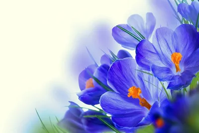 Обои Крокусы Крупным планом Синий Цветы Картинка #439828 Скачать |  Цветочные обои, Обои фоны, Цветы