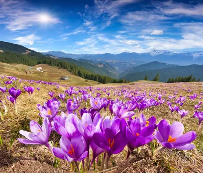Фотографии Горы Природа Небо Цветы Пейзаж Крокусы 5474x4655