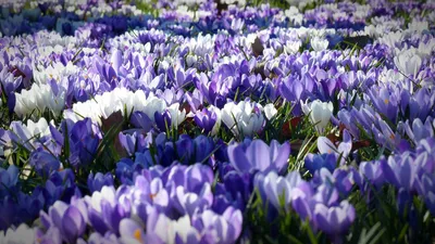 Время высаживать крупноцветковые крокусы - посадка, уход, фото, как  вырастить и собрать урожай - «Блог Флориум.юа» 2024