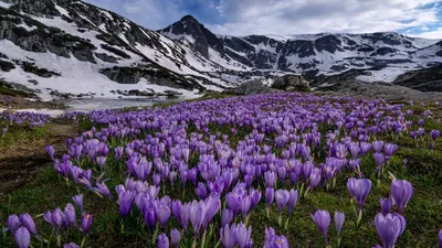 Купить Крокус Биг Флаверинг Микс (Луковицы) - фото и описание, отзывы -  доставка по всей России в интернет магазине Долина Растений