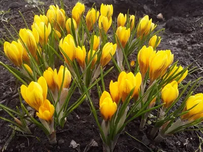 Крокус, или шафран – весенний первоцвет