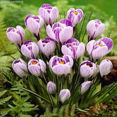 10 сортов крокусов, которые первыми принесут весну в ваш сад | В цветнике  (Огород.ru)