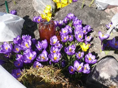 Crocuses in snow / Крокусы в снегу | Svetlana May | Flickr