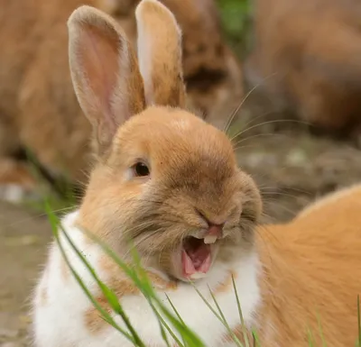 Такие забавные кролики | Забавные животные | Дзен