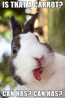 Потрясающе милые кролики в Мурманской области попали на видео |  Телекомпания ТВ21