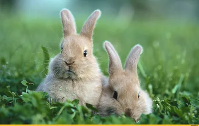 Прикольные Кролики - картинки, фото: скачать бесплатно