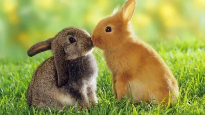 Заболевания грызунов и кроликов - Публикации Экохимтех