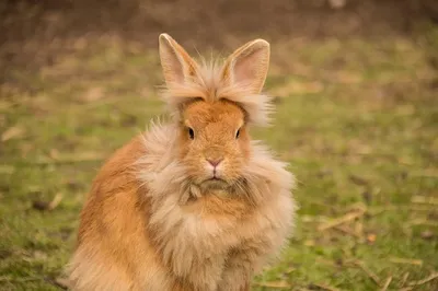 Ушастое» хобби: семья из Уфы разводит гигантскую породу кроликов