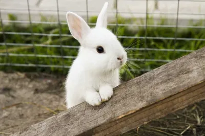 Ветврач рассказал, как правильно ухаживать за кроликом | Ветеринария и жизнь