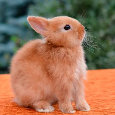 За уши не таскать, экзотикой не кормить: год Кролика будет ловким, семейным  и плодородным