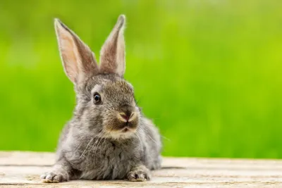 Сколько живут декоративные кролики - ветклиника \"в Добрые Руки\"