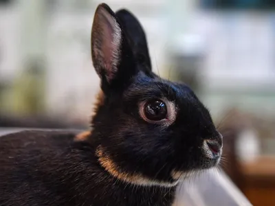 Интересные особенности кроликов - Notivory