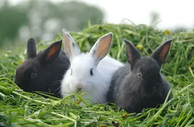 Московские питомники рассказали об увеличении спроса на кроликов до 10 раз  – Москва 24, 22.12.2022