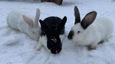 Окрасы кроликов