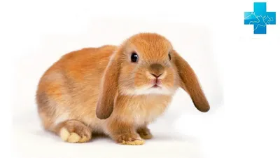 Приют для кроликов — Первое в России антикафе с кроликами \"ZAYCAFE\"