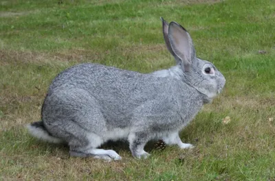 Кролик калифорнийский — все о породе, разведение, описание, фото, отзывы