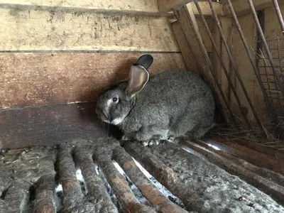 Обнаружена мутация, заставляющая кроликов бегать на передних лапах