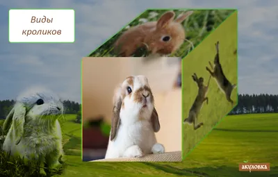 Как живет ферма, где держат более 2000 кроликов - 08.01.2023, Sputnik  Беларусь