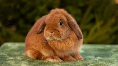 Минилоп кролик или миниатюрный вислоухий - Декоративные кролики