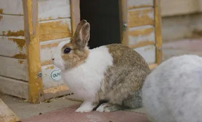 Карликовых пушистых кроликов размером с ладонь разводят в Волгограде