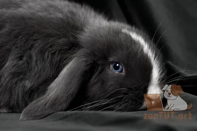 Виды кроликов с названием и фото — 20 лучших пород для разведения