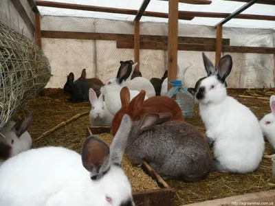 Кто выращивает кроликов на Гродненщине и сколько людей носят \"кроличью\"  фамилию? Доцент ГГАУ рассказал о кроликах