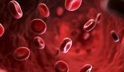 Познавательная статья про кровь. | Заметки по случаю | Дзен