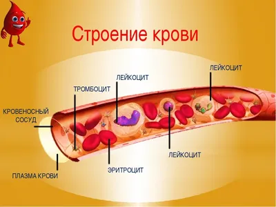 Познавательная статья про кровь. | Заметки по случаю | Дзен