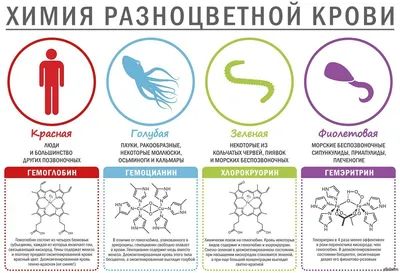 Бывает ли синяя и зеленая кровь, и почему она может иметь такой цвет?