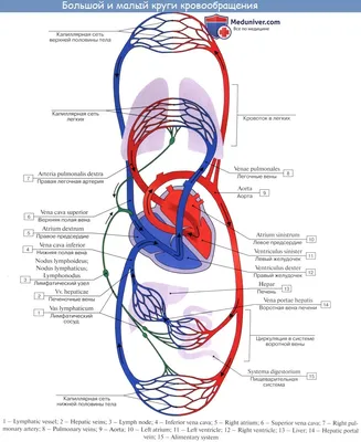 Малый круг кровообращения человека | Владислав Лабков | Дзен