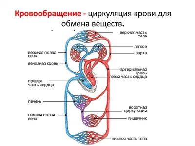 КРОВООБРАЩЕНИЕ ПЛОДА | ВКонтакте