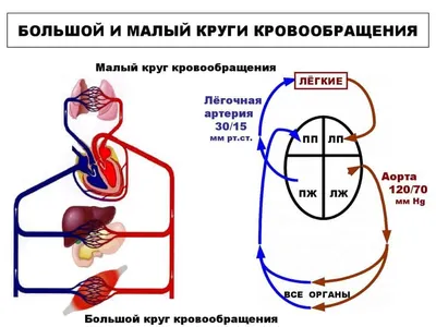 Круги кровообращения, подготовка к ЕГЭ по биологии