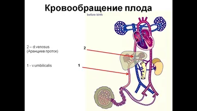 Кровообращение плода и изменение сердечно-сосудистой системы после рождения