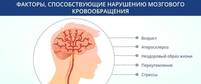 кровообращение лица, вен, капилляров, находящихся в головном лице  Иллюстрация вектора - иллюстрации насчитывающей модель, внутренн: 160193779