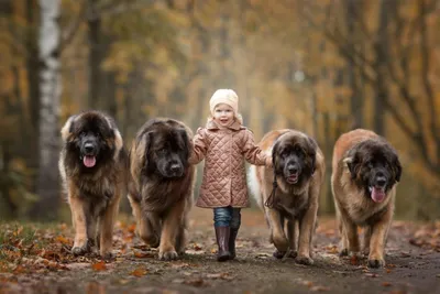 Породы больших собак: названия + фото
