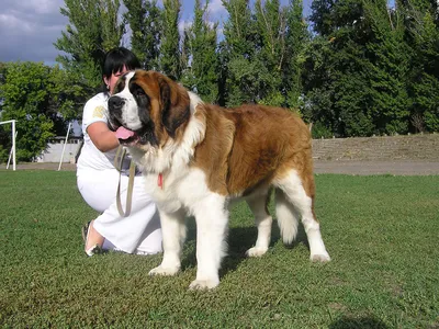 Самые большие породы собак в мире: топ самых крупных пород с фотографиями и  названиями