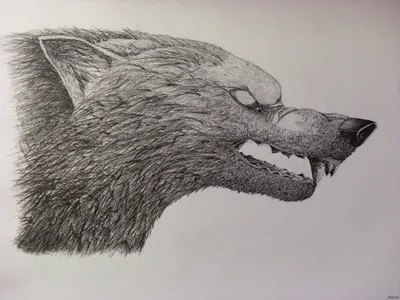 Крутые волков