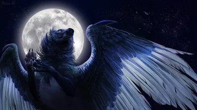 Фотографии волк Крылья Фэнтези луны Ночные Волшебные 2560x1440