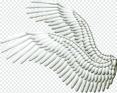 рисунок крыла дьявола PNG , крылья демона, злые крылья, чудовищные крылья  PNG картинки и пнг PSD рисунок для бесплатной загрузки