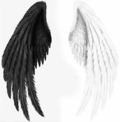 Крылья демона Ангел Информация, ангел демон, фотография, хвост, черный png  | PNGWing