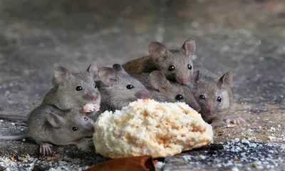 Крыс и мышей